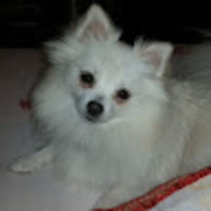 Meet your Posher, Bluedolphin